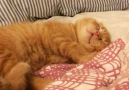 This kitten must be having the sweetest dream.