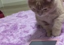 This kitten playing with a tablet is everything you need to see today.