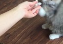 This kitten starts clapping when it wants snacks By instagram.comroryroel
