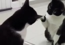 This Kitty Seeing Its Reflection Is The Best Thing
