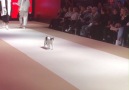 This kitty was determind to be the star of the catwalk