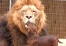 This lion and dachshund are best friends