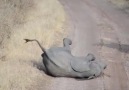 This little baby elephant throws a tantrum but his parents just ignore him