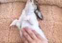 This little guy LOVES belly rubs