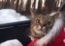 This little kitty cant believe her eyes