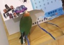 This little lovebird can dress itself