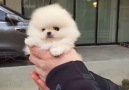 This little puppy is adorable.Credit instagram.comrollyteacuppuppies