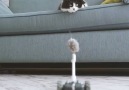 This little robot will bring out the hunter in your cat.