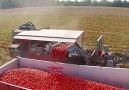 This machine color-sorts tomatoes by itself.