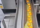 This machine separates nearly 20000 eggs an hour.