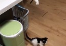 This mama cat playing with her kitten is the cutest thing!