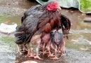 This mama hen is protecting her babies from the rain