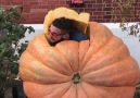 This man carved a huge pumpkin and crawled inside of it!