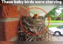 This man helping parent birds to save their babies Credit Newsflare