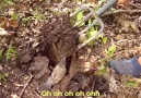 This man helps a baby robin find tasty worms Incredible