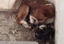 This momma dog is protecting her pups from the rain