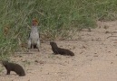 This mongoose pup will crack you up.