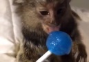 This monkey only eats sweet