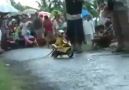 This monkey shocked the audience