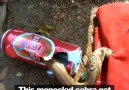 This monocled cobra got trapped in a can! Credit Newsflare
