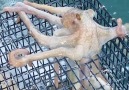 This octopus tried to grab some dinnerfrom a bait trap.