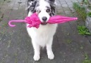 This old dog dancing with an umbrella has given me life ViralHog