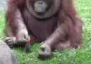This orangutan is a better person than most of us.