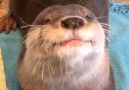 This otter is so precious &lt3