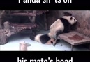 This panda has no respect Newsflare
