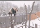 This Panda is Having the Time of its Life in the Snow