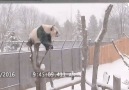 This Panda is Having the Time of its Life in the Snow