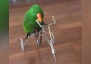 This parrot can ride! Credit JukinVideo