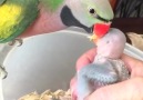This parrot says I love you & good morning to his new babies Credit ViralHog