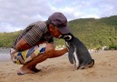 This penguin swims 5000 miles every year to visit the man who saved his life