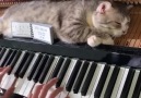 This piano is purrfect ( Minh Piano)