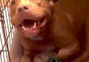 This pit bull cant go to sleep unless her dad sings her a lullaby