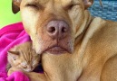 This pit bull is the best mom to his cat