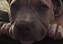 This pittie puppy insists hes NOT TIRED but his dad knows the truth