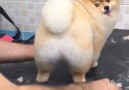 This Pomeranian Loves Being Groomed