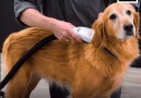 This portable dog bath is environmentally friendly