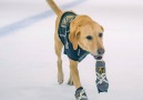 This pup learned how to ice skate.