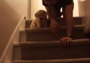 This puppy learning how to use the stairs has the best teacher!