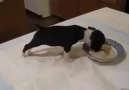 This puppy loves his food!