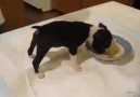 This puppy loves its food! :D