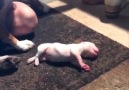 This puppy needs CPR Credit Newsflare