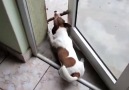 This Pup's Battle With A Stick Is Hilarious