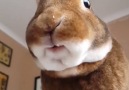 This rabbit eating his banana is the only video youll ever need