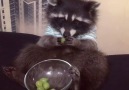 This raccoon loves his grapes! Those little hands are way too much
