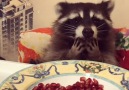 This raccoon loves his pomegranate seeds! Those little hands tho...