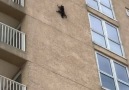 This raccoon somehow survived a nine storey fall!